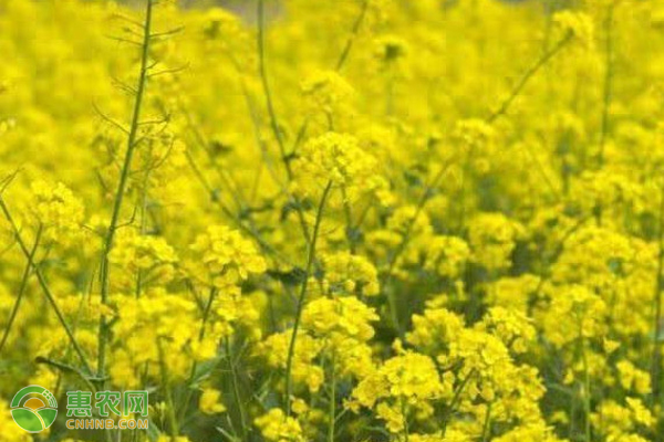 越冬油菜如何保苗？这几点务必做好！-图片版权归惠农网所有