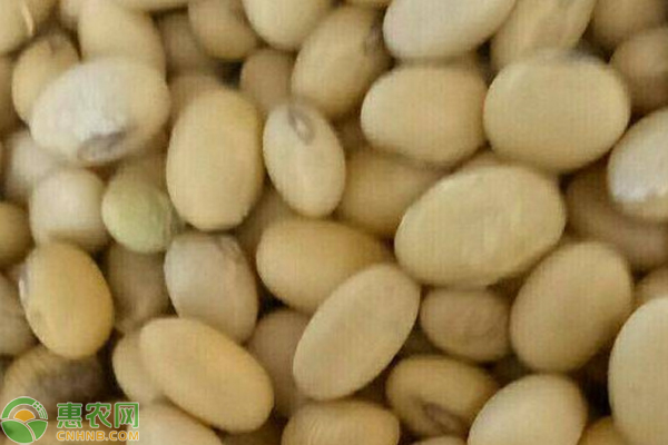 2023大豆价格多少钱一斤？