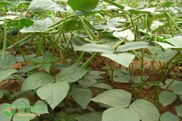 綠豆春播高產(chǎn)種植技術-圖片版權歸惠農(nóng)網(wǎng)所有
