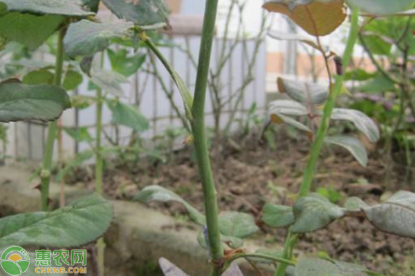 月季花扦插的最佳时间-图片版权归惠农网所有