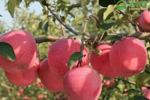 现在最好的苹果苗是啥品种？