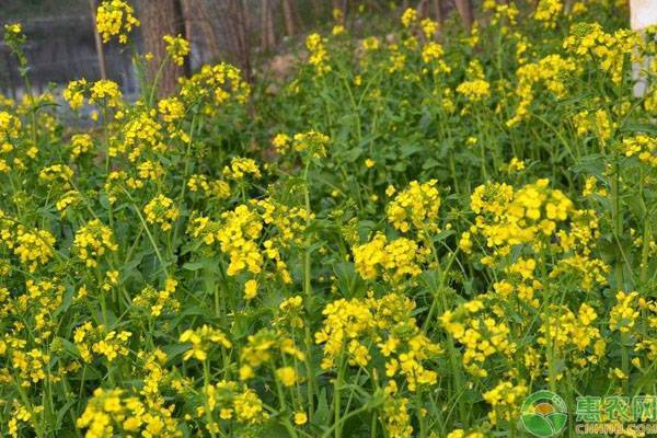 观赏性油菜花什么时间种？-图片版权归惠农网所有