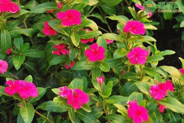 8种超耐热的盆栽花卉植物