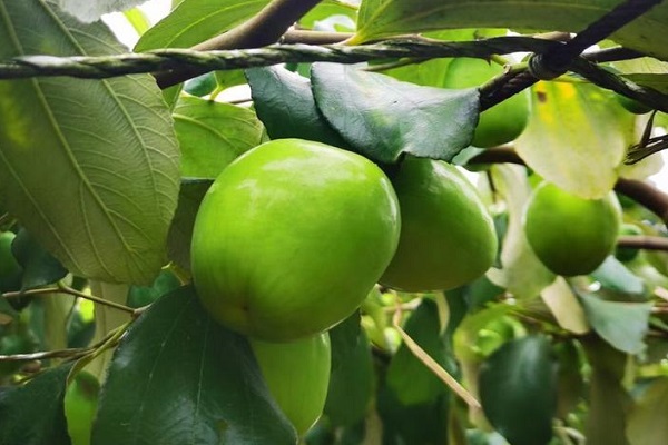 3月应季水果有哪些？