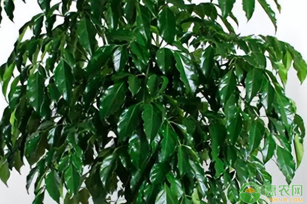 幸福樹的養(yǎng)殖方法和注意事項-圖片版權(quán)歸惠農(nóng)網(wǎng)所有