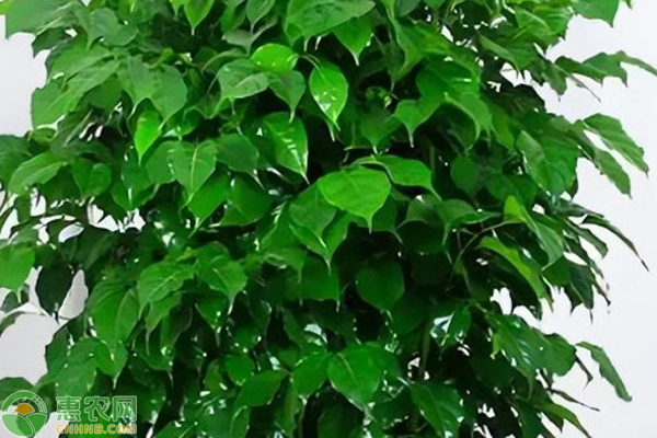 幸福樹的養(yǎng)殖方法和注意事項-圖片版權(quán)歸惠農(nóng)網(wǎng)所有