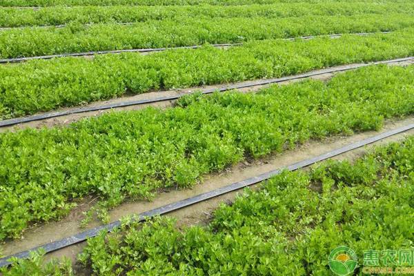 芹菜的病虫害与防治方法-图片版权归惠农网所有