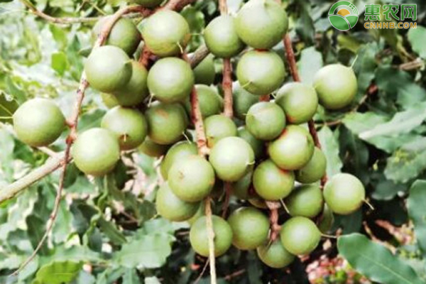 夏威夷果苗多少钱一株?
