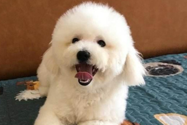 狗什么颜色最吉利？