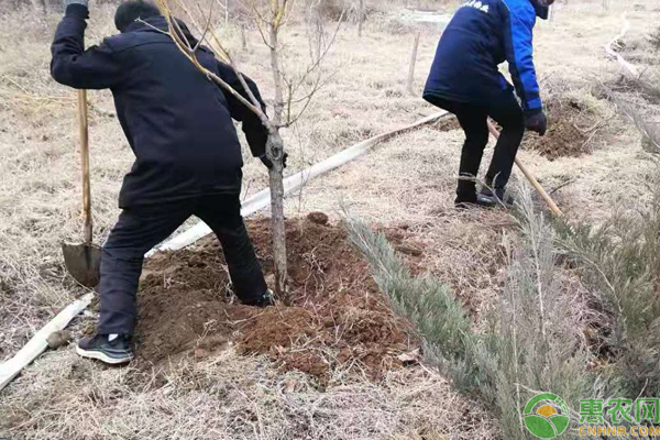 春季种树怎么挖树穴？-图片版权归惠农网所有