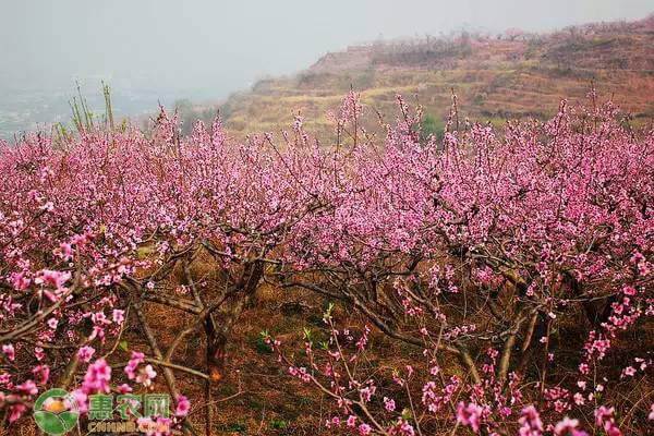 春季种树怎么挖树穴？-图片版权归惠农网所有