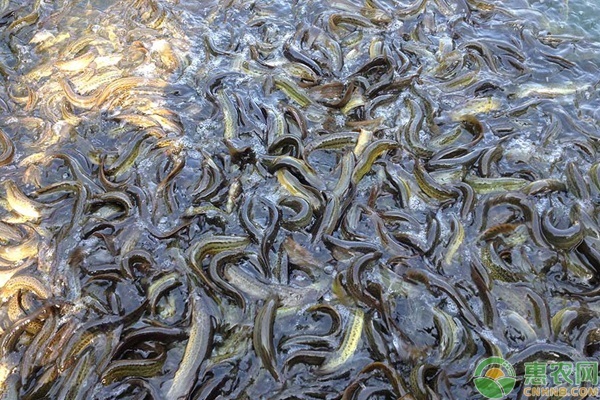 农村养殖创业这6个的项目可以赚一笔！乐竞体育- 乐竞体育官方网站- 乐竞体育APP