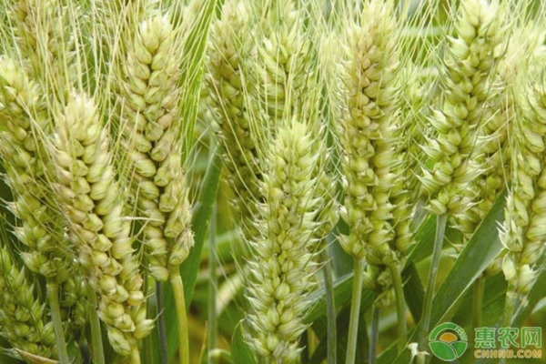 小麦中后期病虫害防治技术