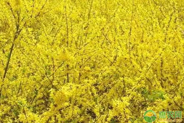藥材連翹的栽培技術(shù)及采收-圖片版權(quán)歸惠農(nóng)網(wǎng)所有