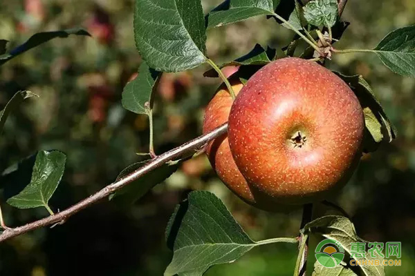 苹果种植时间及方法-图片版权归惠农网所有