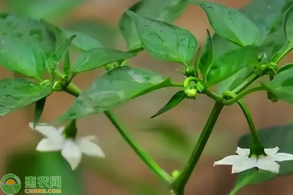 辣椒施什么肥？-圖片版權(quán)歸惠農(nóng)網(wǎng)所有
