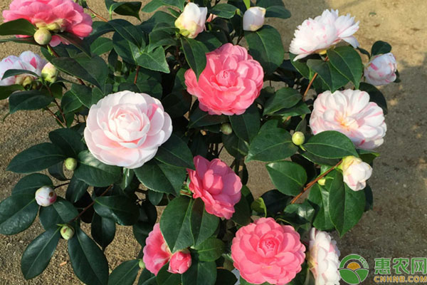 茶花養(yǎng)殖方法-圖片版權(quán)歸惠農(nóng)網(wǎng)所有