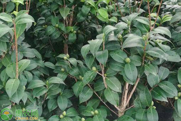 茶花養(yǎng)殖方法-圖片版權(quán)歸惠農(nóng)網(wǎng)所有
