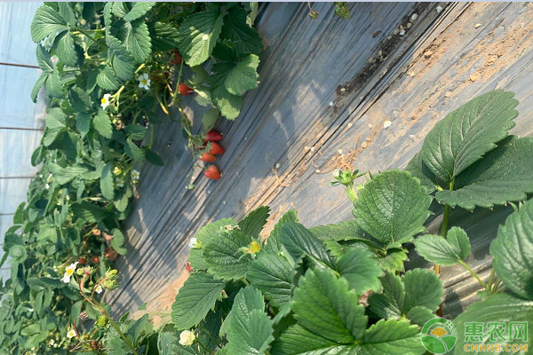 草莓常见的杂草类型及防治-图片版权归惠农网所有