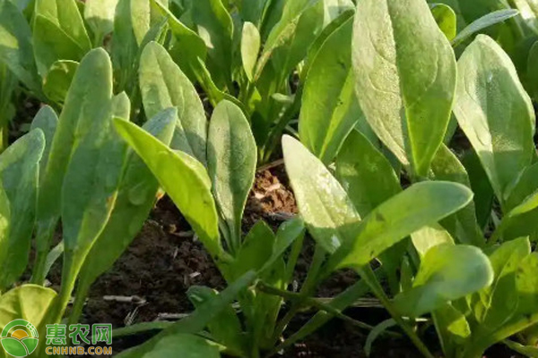 越冬菠菜种植技术要点-图片版权归惠农网所有