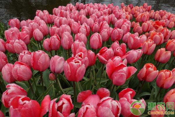 郁金香開花后管理要點(diǎn)-圖片版權(quán)歸惠農(nóng)網(wǎng)所有