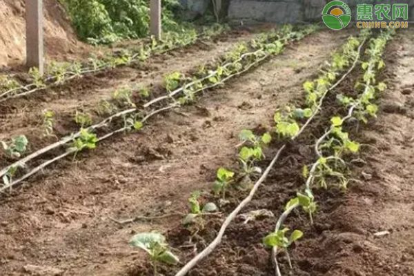 越夏黄瓜种植技术和管理方法-图片版权归惠农网所有