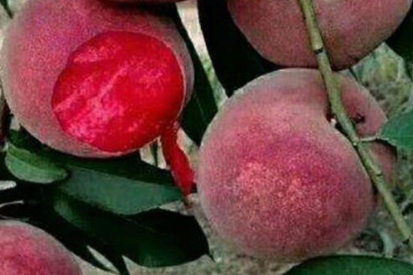湖北省哪里产的桃子最好吃最有名？