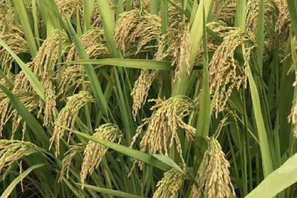 高产水稻种子排行榜前十名？