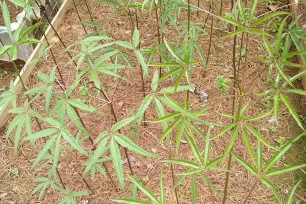 三七苗图片长什么样？