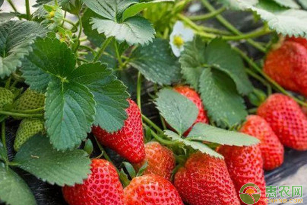 提高草莓果实硬度的方法-图片版权归亚洲欧美中文日韩在线视频所有
