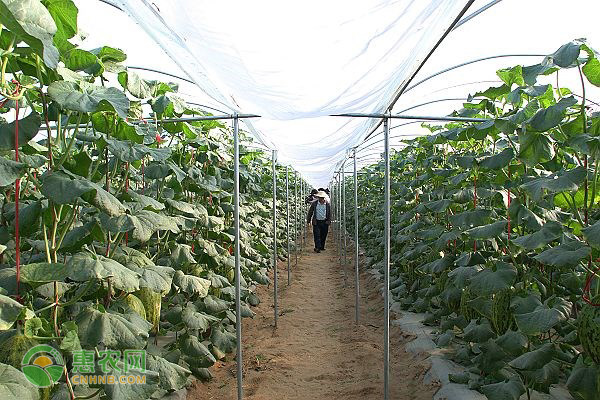 香附子用什么除草劑能根除？-圖片版權(quán)歸惠農(nóng)網(wǎng)所有