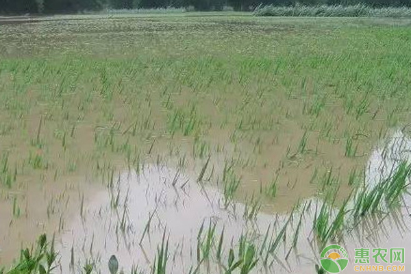 暴雨灾后水稻田间管理措施-图片版权归惠农网所有