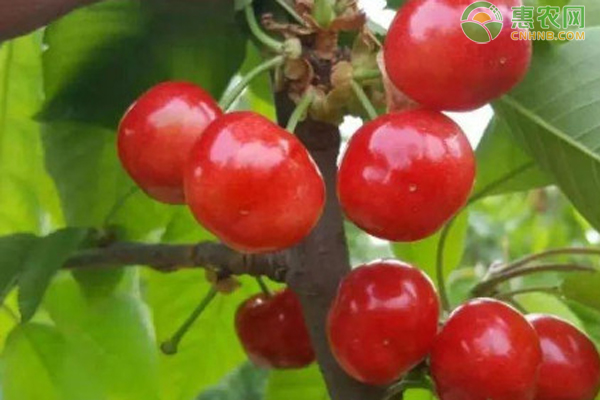 6月樱桃最新价格多少钱一斤?