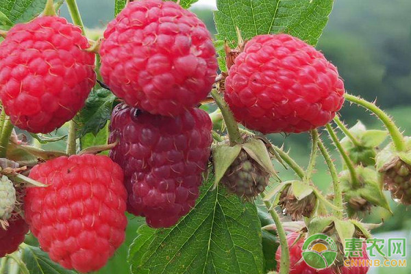 树莓的种植方法和时间-图片版权归惠农网所有
