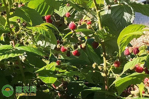 树莓的种植方法和时间-图片版权归惠农网所有