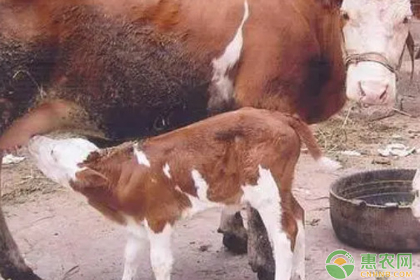 早产弱胎犊牛怎么救治？-图片版权归惠农网所有
