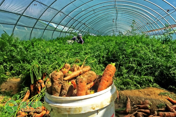 胡萝卜起垄种植技术-图片版权归惠农网所有