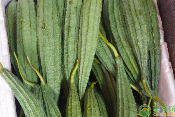 八角絲瓜種植技術(shù)與管理-圖片版權(quán)歸惠農(nóng)網(wǎng)所有