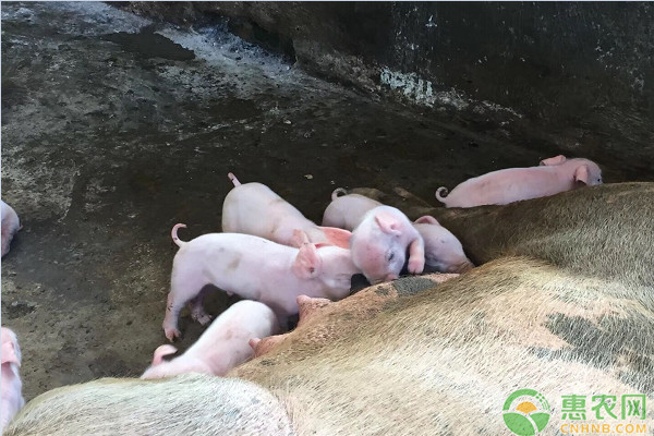 夏季圈养牲畜的日常管理-图片版权归惠农网所有