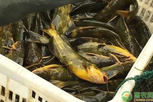 嘎鱼养殖技术要点-图片版权归惠农网所有