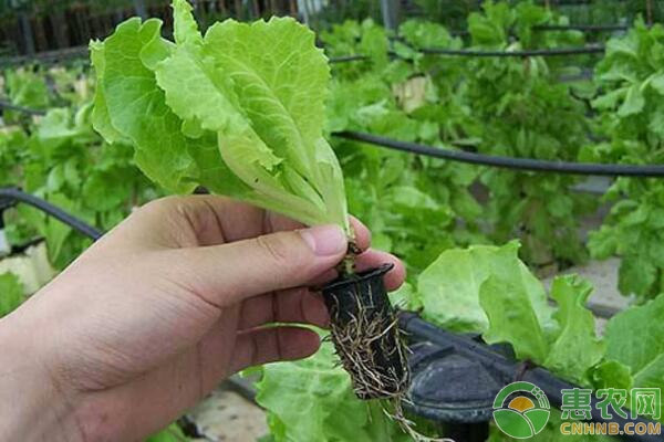 无土栽培蔬菜种植方法和技术-图片版权归惠农网所有