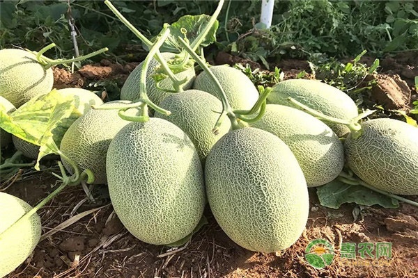 新疆哈密瓜多少钱一斤?