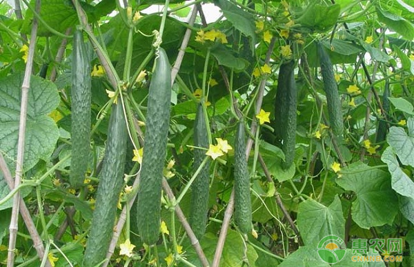 黄瓜种植技术与管理方法-图片版权归惠农网所有