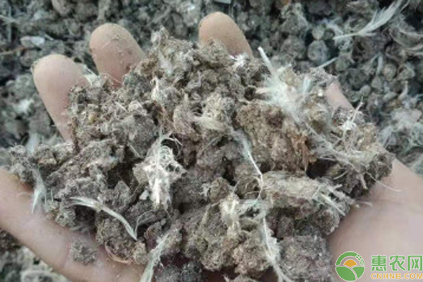 鸡粪便颜色对照表-图片版权归惠农网所有