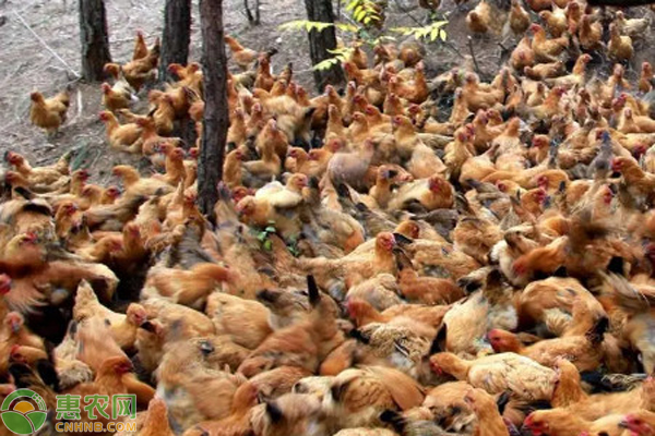 夏季蛋雞的腸道問(wèn)題都是什么原因?qū)е碌模?圖片版權(quán)歸惠農(nóng)網(wǎng)所有