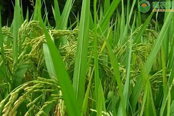 蕓苔素+赤霉素+磷酸二氫鉀配方-圖片版權(quán)歸惠農(nóng)網(wǎng)所有