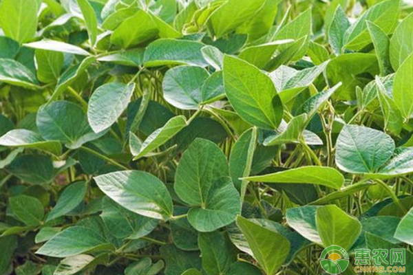 大豆控旺最佳時(shí)期和方法-圖片版權(quán)歸惠農(nóng)網(wǎng)所有