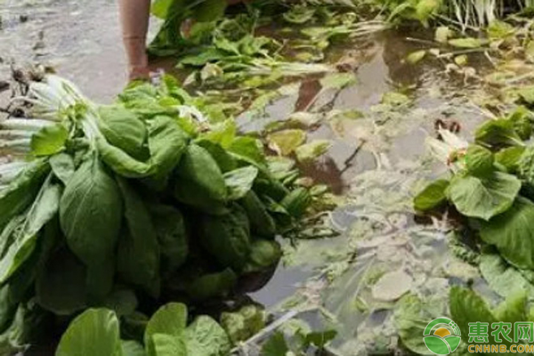 蔬菜雨后管理技術(shù)要點(diǎn)-圖片版權(quán)歸惠農(nóng)網(wǎng)所有
