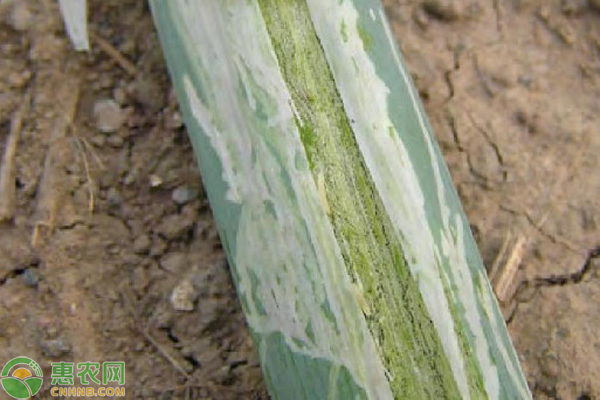 如何防治蔬菜斑潛蠅？-圖片版權(quán)歸惠農(nóng)網(wǎng)所有