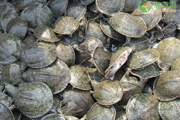 甲魚養(yǎng)殖技術(shù)池塘-圖片版權(quán)歸惠農(nóng)網(wǎng)所有